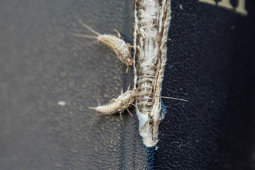 lepisma on the tattered cover of an old book. Pest books and newspapers. Insect feeding on paper - silverfish, lepisma
