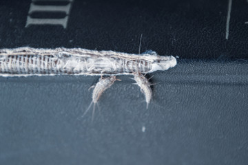 lepisma on the tattered cover of an old book. Pest books and newspapers. Insect feeding on paper - silverfish, lepisma