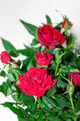 Bouquet of red roses. Flowers. Floral background for congratulations on mother's day, on March 8, for a birthday