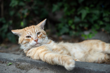 Naklejka na ściany i meble Shaby red homeless cat laying in the street ground