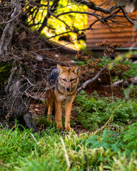 red fox in forest