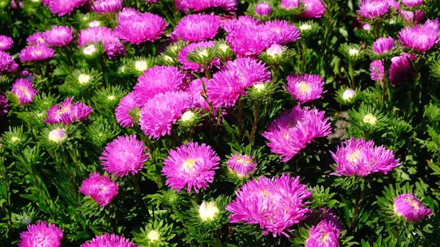 Beautiful summer flower video sketch, blooming asters in the flower bed, shot close-up on a bright sunny day in high resolution 4k