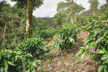 Fototapeta na wymiar Coffee fertilizer on farm
