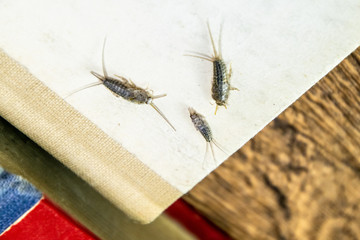 Thermobia domestica. Pest books and newspapers. Lepismatidae Insect feeding on paper - silverfish
