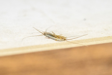 Thermobia domestica. Pest books and newspapers. Lepismatidae Insect feeding on paper - silverfish