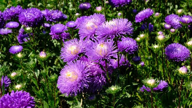 Beautiful summer flower video sketch, blooming asters in the flower bed, shot close-up on a bright sunny day in high resolution 4k