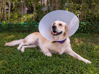 Golden Retriever with Medical Cone