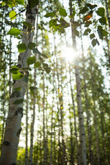 Fototapeta premium Sommer im Birkenwald in Finnland