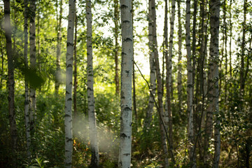 Birkenwald in Finnland | Panorama