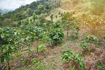 Fototapeta na wymiar Coffee eco farm