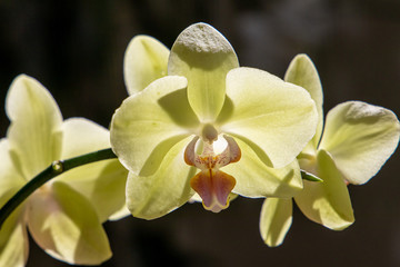Yellow Phalaenopsis with black background