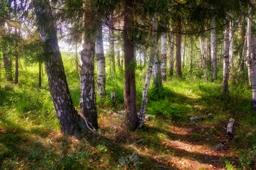 Summer scene in a birch forest lit by the sun. Summer landscape with green birch forest. White birches and green leaves.