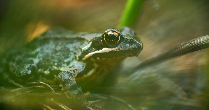 Close-up frog in the wild. hid among leaves and sticks. Macro shooting