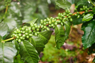 New coffee berries ripe