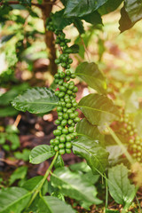 Green coffee tree branch