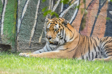 Cute and beautiful Bengal tiger in a zoo in South Africa