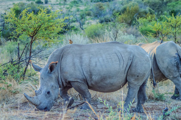 Obraz premium portrait of a cute male bull white Rhino in greater Kruger in So