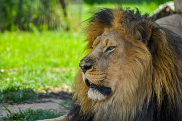 A cute big young brown lion relaxing in a game reserve in South Africa
