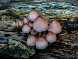 Mushrooms