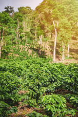 Fototapeta na wymiar Coffee green plants on sunny day