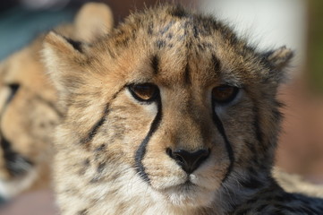 Obraz na płótnie Canvas Portrait of a cute Cheetah (Acinonyx jubatus) with spots in a game reserve in Africa