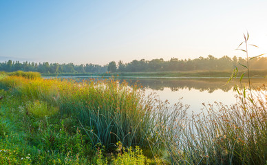 Reed along the edge of a foggy lake below a blue sky at sunrise in summer