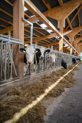 Moderner Milchviehstall - Kühe bei der Fütterung
