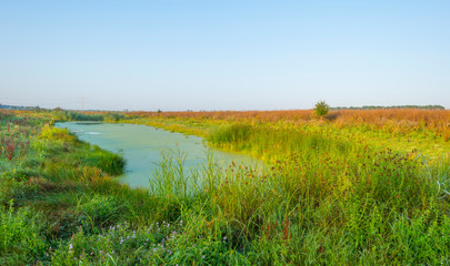 Obraz premium Reed along the edge of a foggy lake below a blue sky at sunrise in summer