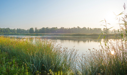 Reed along the edge of a foggy lake below a blue sky at sunrise in summer