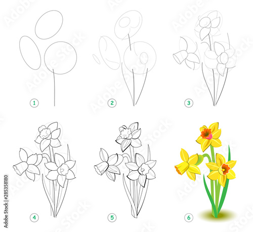 how to draw step by step beautiful flower narcissus bulbous eurasian plant educational page for art school or coloring book developing children skills for drawing printable worksheet for kids wall mural nataljacernecka