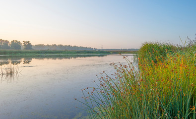 Reed along the edge of a foggy lake below a blue sky at sunrise in summer