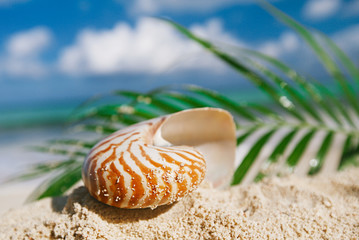 nautilus sea shell on hot sand beach