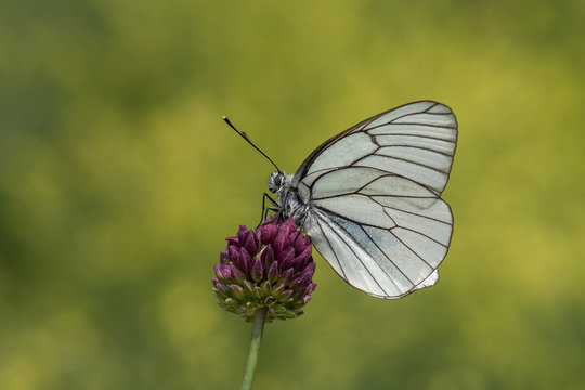 butterfly on flower © Yasin