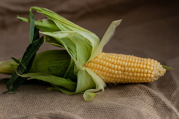Yellow sweet raw corn is opened from green leaves on a rustic background close-up.