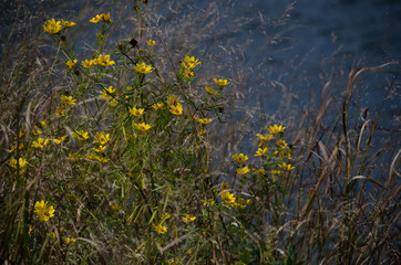Obraz na płótnie Canvas yellow flowers in water