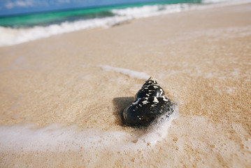 caribbean black shells on beach © Elena Moiseeva