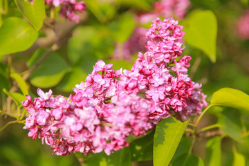 Obraz premium Delicate gorgeous flowers of lilac in the garden