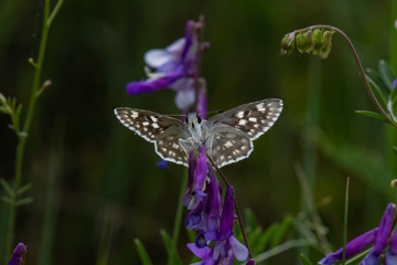 butterfly on flower