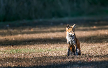 Wild Red Fox in a field sitting in the sunlight
