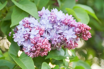 Delicate gorgeous flowers of lilac in the garden