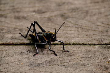 black grasshopper