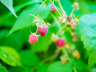 raspberries ripen on the bush. A house without chemicals and additives. eco raspberries. Red raspberries ripened on a branch with leaves. Ripe berries of red raspberries in nature.