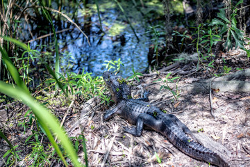 alligator on bayou