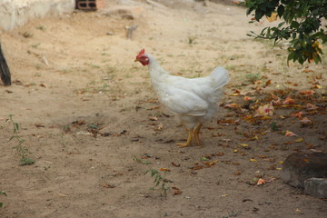 hen on a farm