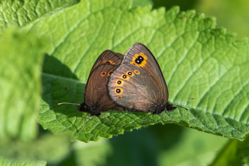 Fototapeta premium butterfly on leaf