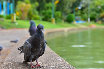 Pigeon on the edge of the pool in the park. Pigeons are birds that are familiar to humans. Being Palanchai, Roi-Et, Thailand.