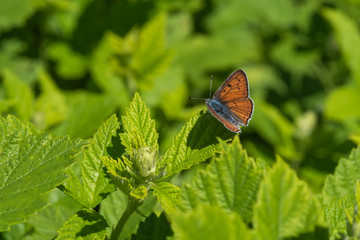 butterfly on flower