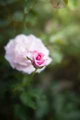 Roses in the garden