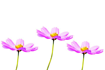 Fototapeta premium pink flowers isolated on white background