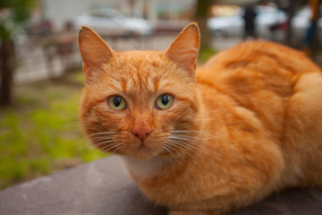little beautiful cat on blurred background